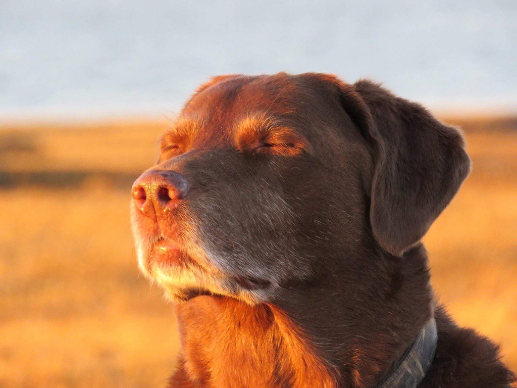 AI Generated Dog Accepting Fate Meme