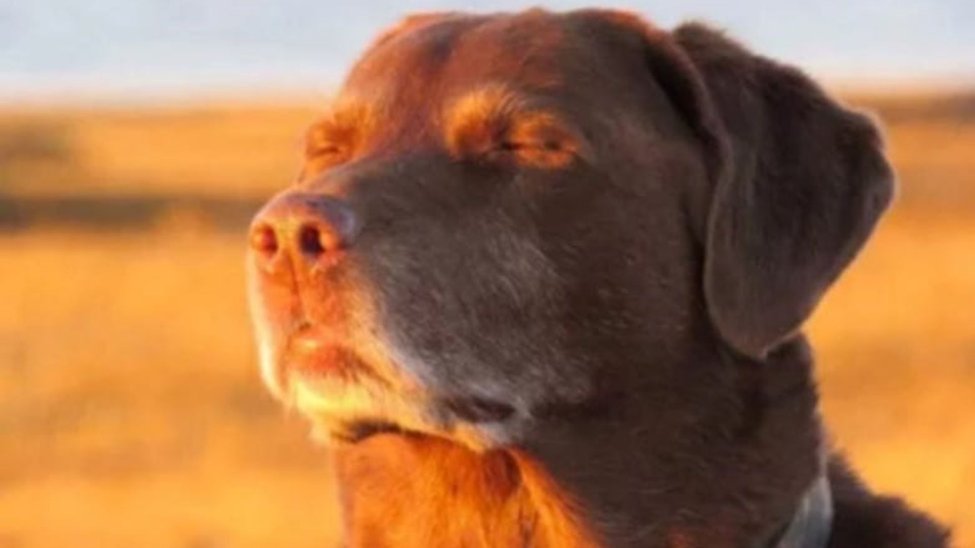 AI Generated Dog Closing Eyes Meme