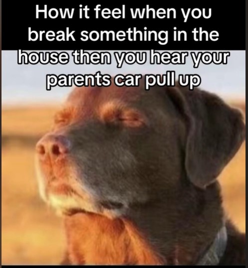Cooked dog meme captioned about breaking something then hearing your parents' car pull up
