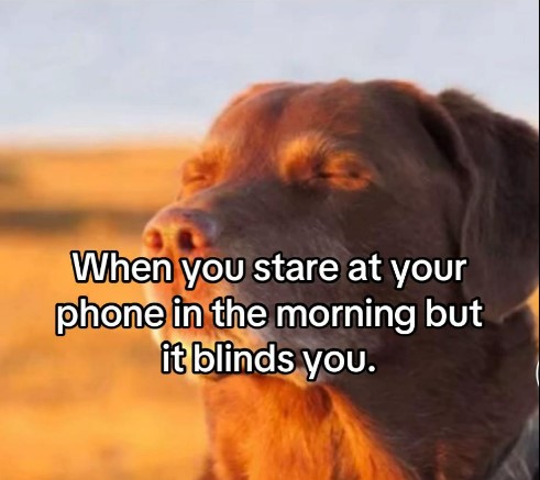 Cooked dog reaction image with an everyday relatable caption