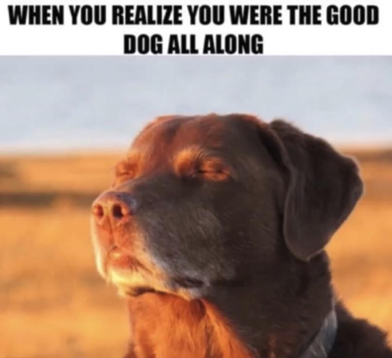 Cooked dog meme captioned 'when you realize you were the good dog all along'