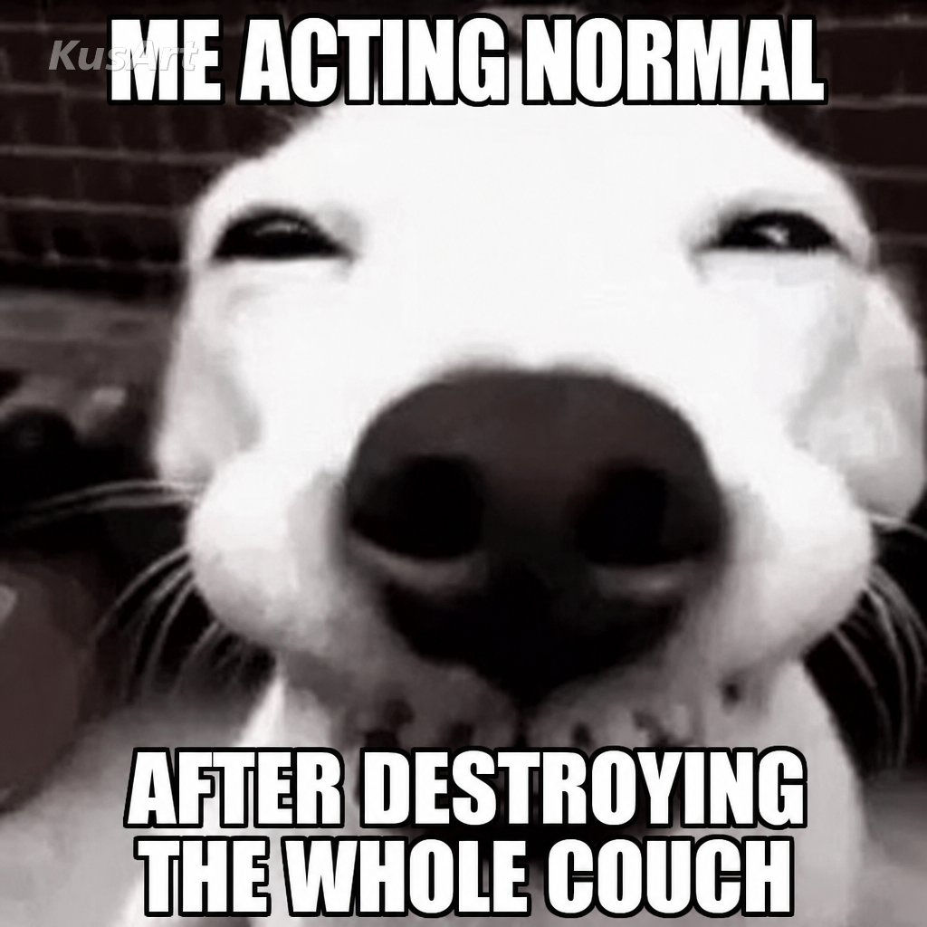 Funny dog memes captioned about acting normal after destroying the couch