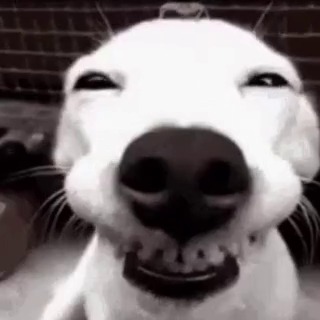 AI Generated Funny Dog Memes