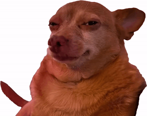 Funny dog memes example showing a guilty-looking dog giving a sheepish upward glance