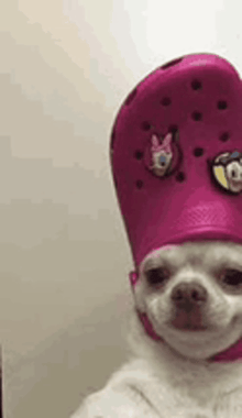 Funny dog memes example showing a small dog throwing a deadpan unimpressed side-eye