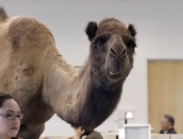 Close-up of the grinning Geico camel for a Wednesday hump day reaction