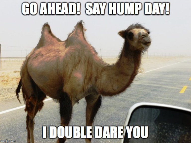 Geico camel captioned daring you to say hump day