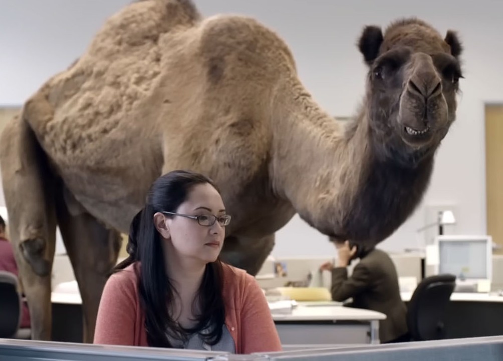Geico camel strolling past office cubicles on hump day