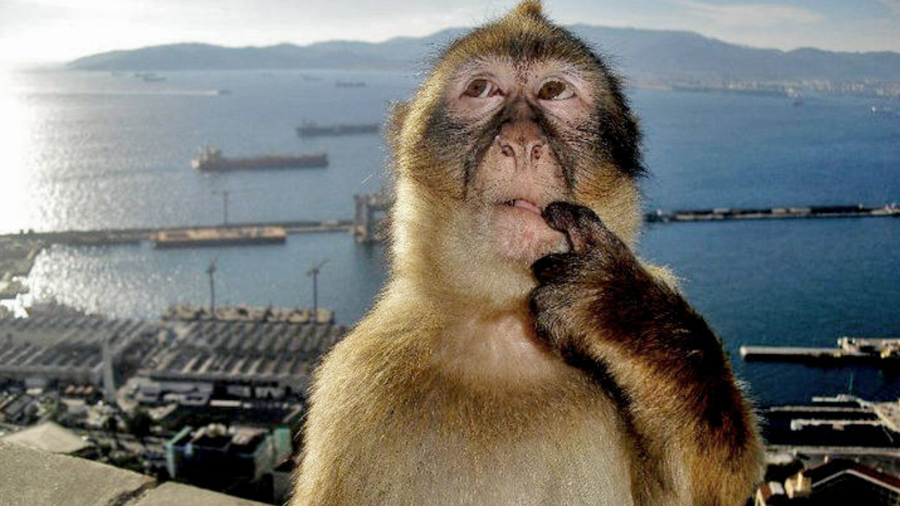 Monkey Thinking Meme template