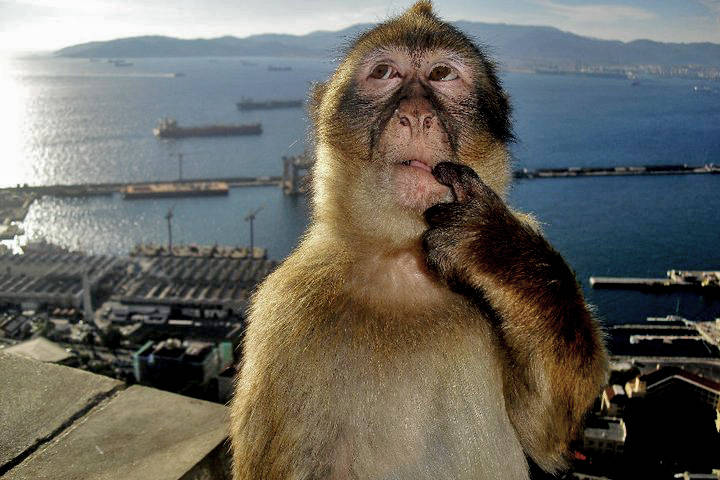 Das originale Gibraltar-Makaken-Foto, das zum Nachdenkender-Affe-Meme wurde