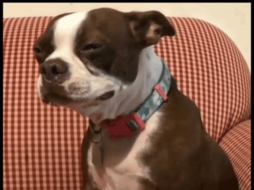 AI Generated Sad Dog Meme
