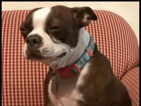 Close-up of a teary-eyed dog used as a sad dog reaction image