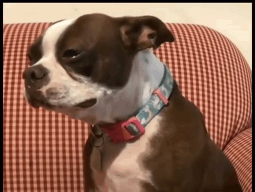 Sad dog meme captioned as a melodramatic heartbreak macro