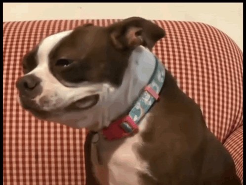 Pitiful dog with droopy ears in a sad dog reaction image