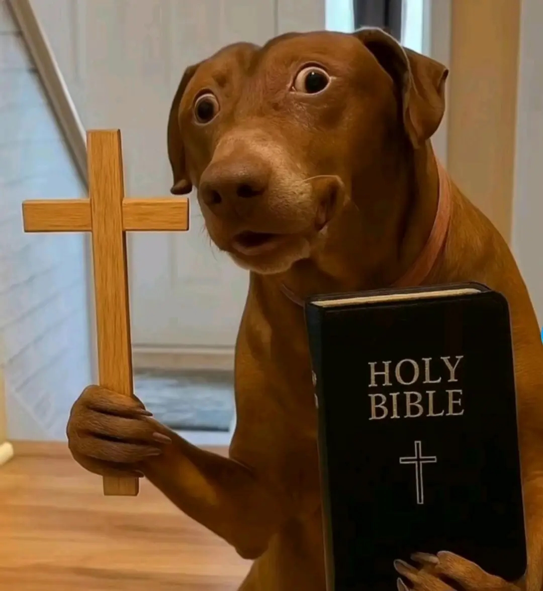 Belle the Dog wide-eyed scared reaction in the scared dog meme