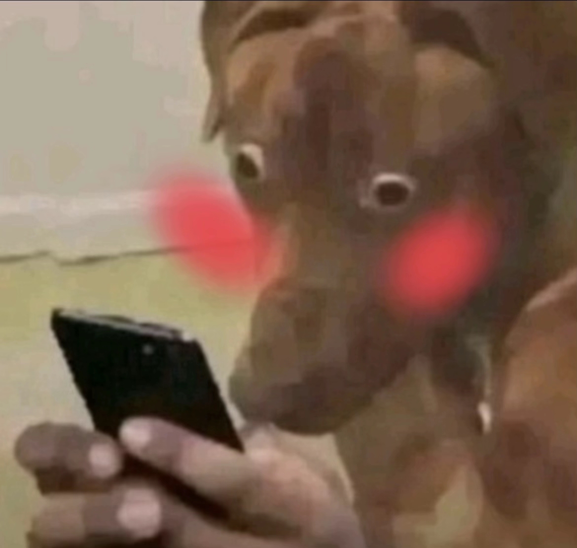 Nervous dog with wide eyes looking at a phone