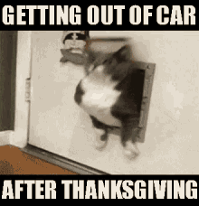 Thanksgiving meme of a cat rolling captioned 'getting out of the car after thanksgiving'