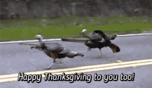 Thanksgiving meme of wild turkeys captioned 'Happy Thanksgiving to you too'