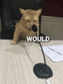 Would meme example showing a cat at a microphone captioned would