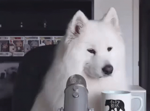 Would meme variant showing a fluffy white dog sitting at a podcast microphone