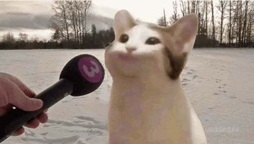 Would meme variant showing a cat being interviewed with a news microphone outdoors